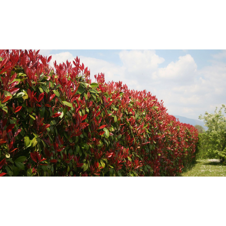 Photinia x fraserii Red Robin K2 - Korallberkenye