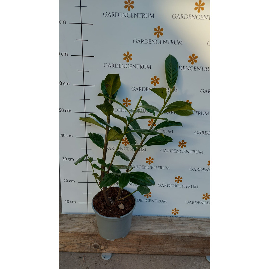 Prunus laurocerasus Novita K2 - Babérmeggy