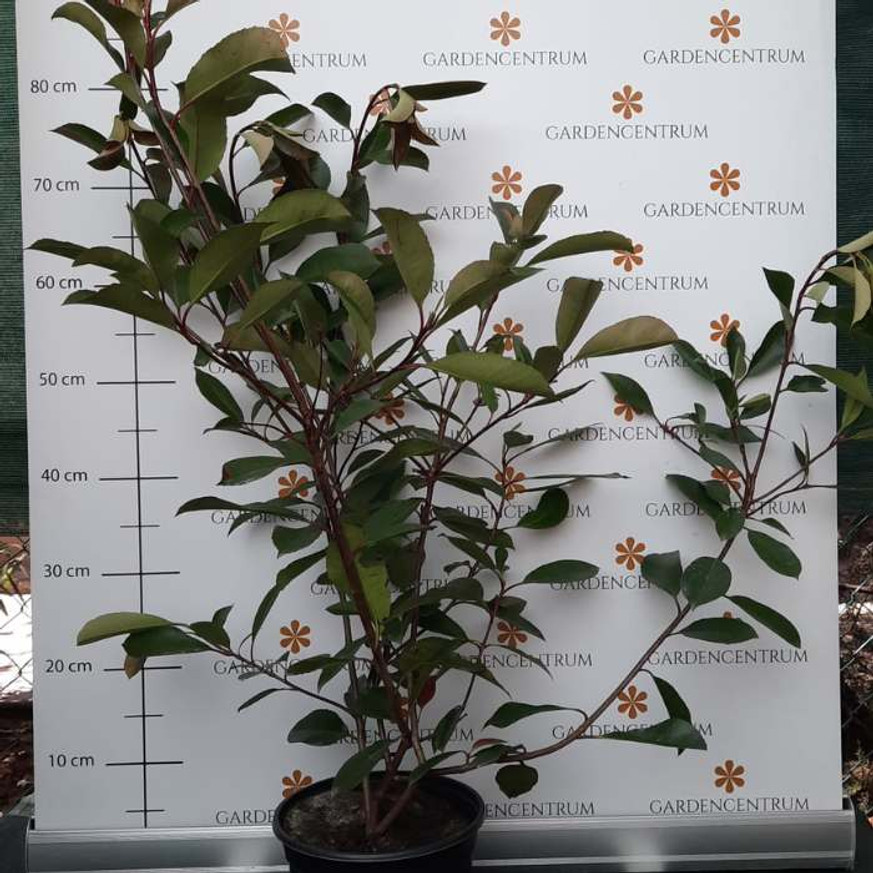 Photinia x fraserii Red Robin K3 - Korallberkenye