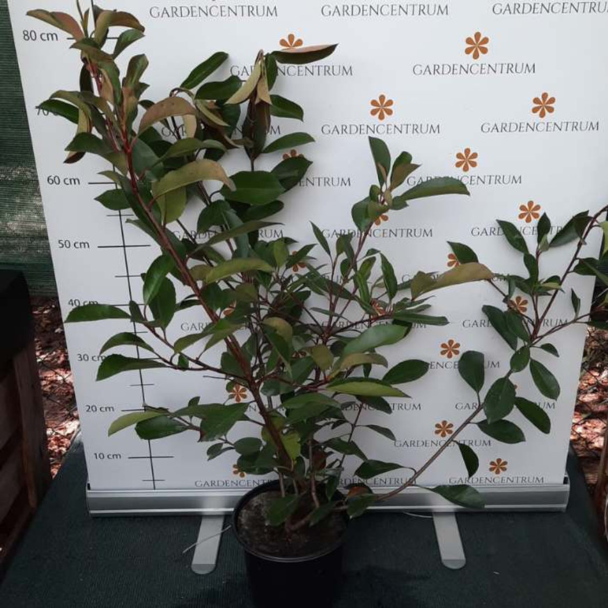 Photinia x fraserii Red Robin K3 - Korallberkenye Photinia x fraserii Red Robin K3 - Korallberkenye