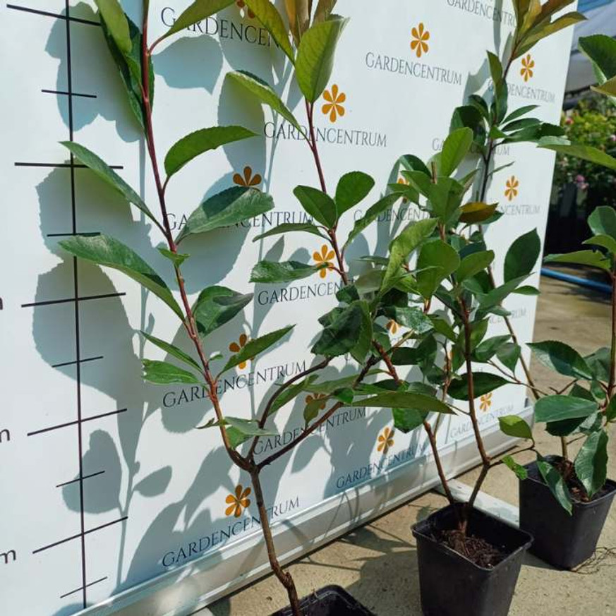 Photinia x fraserii Red Robin CS9 - Korallberkenye konténeres