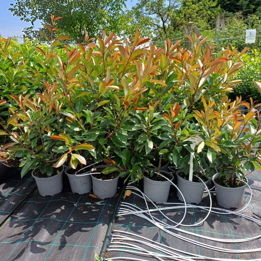 Photinia x fraserii Red Robin K2 - Korallberkenye