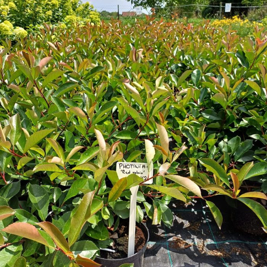 Photinia x fraserii Red Robin K2 - Korallberkenye