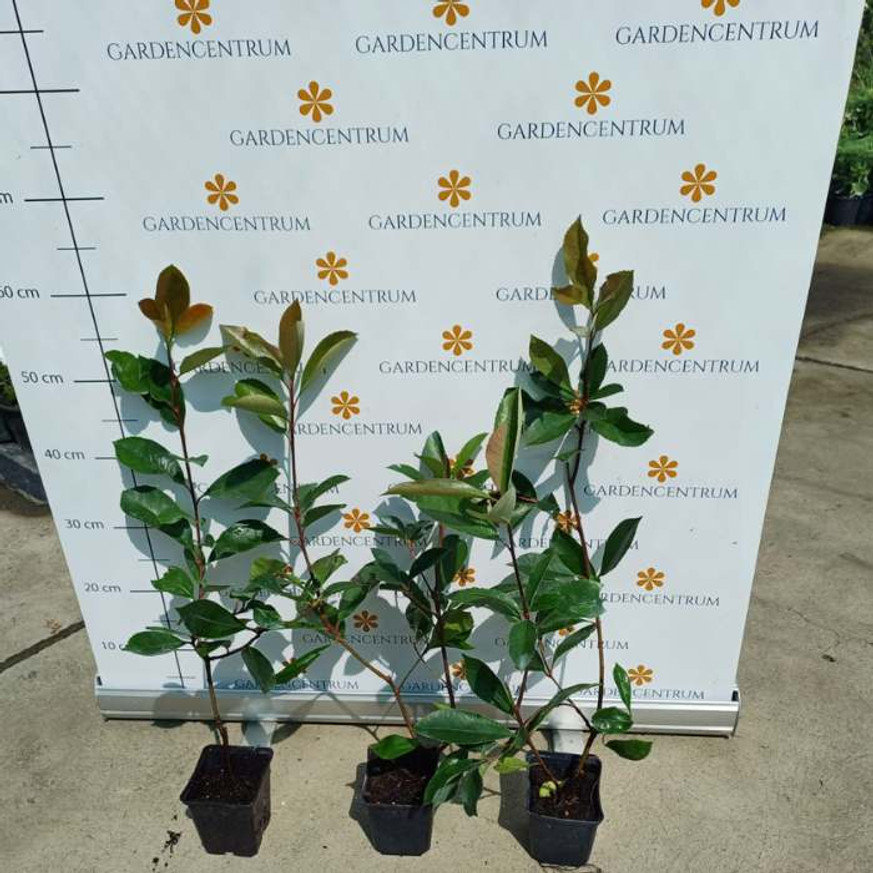 Photinia x fraserii Red Robin CS9 - Korallberkenye konténeres