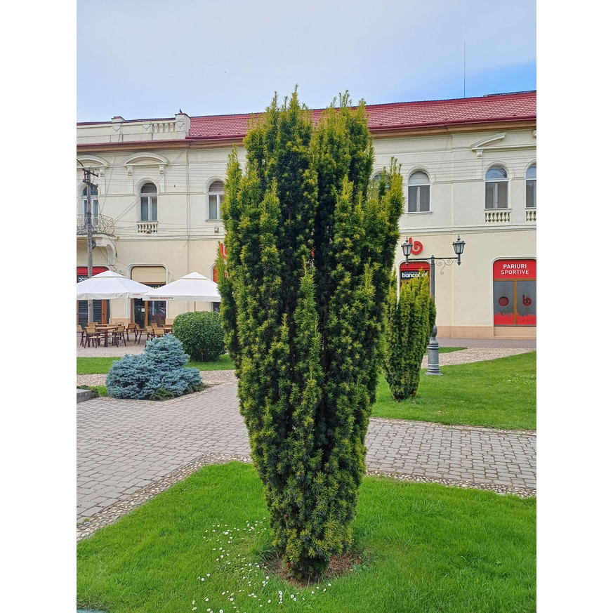 Taxus media Stricta Viridis K7,5 - Tiszafa