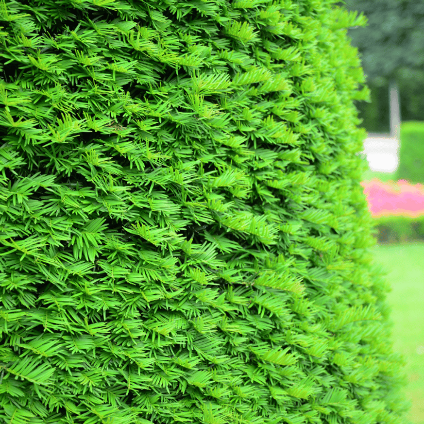 Taxus baccata K5 - Tiszafa