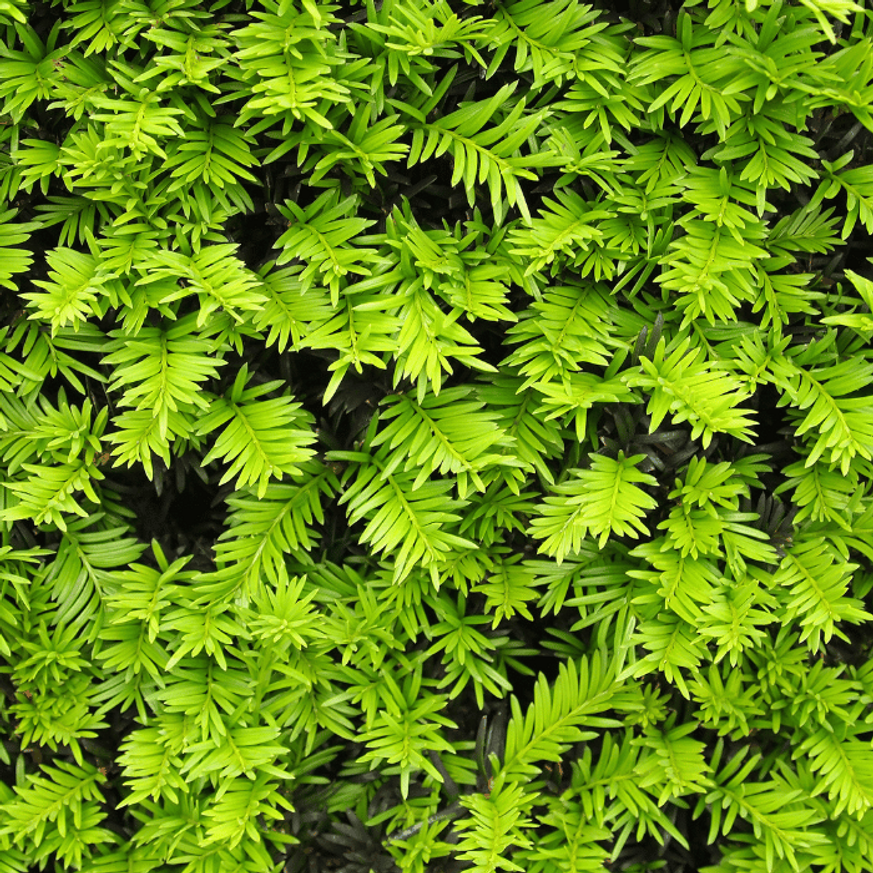 Taxus baccata K5 - Tiszafa Taxus baccata K5 - Tiszafa