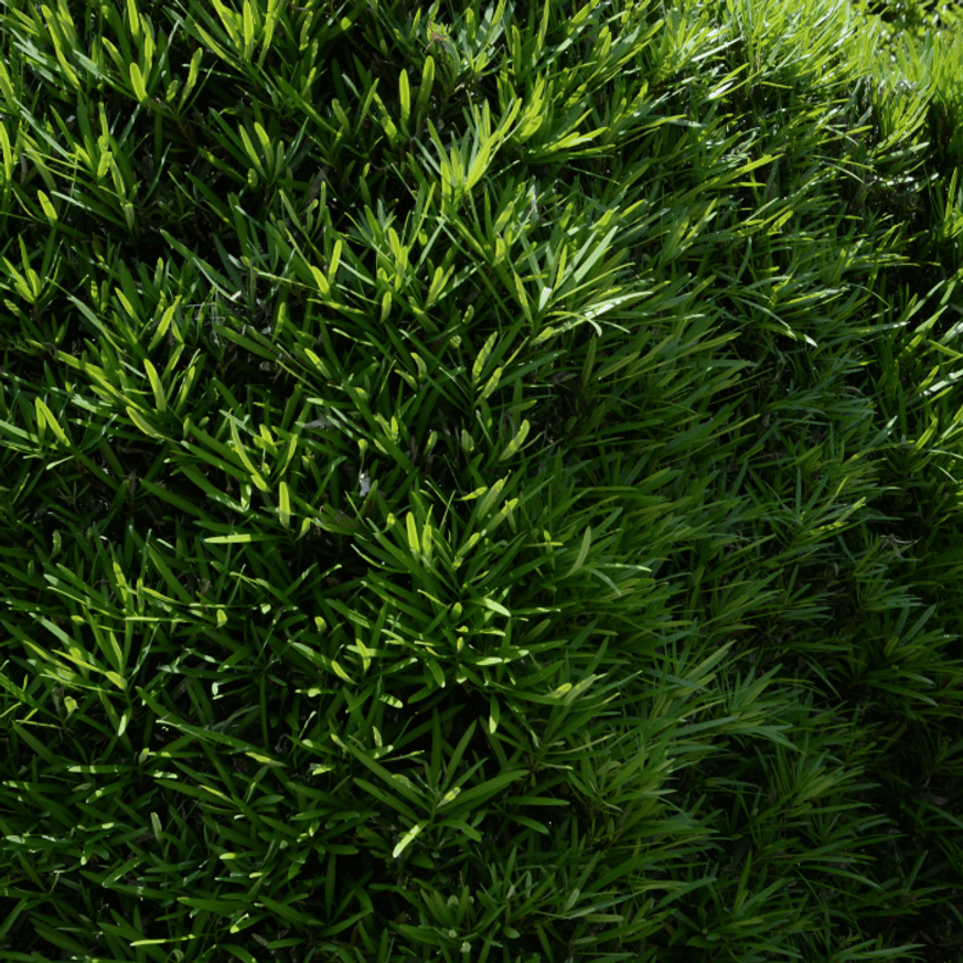 Taxus baccata K5 - Tiszafa Taxus baccata K5 - Tiszafa