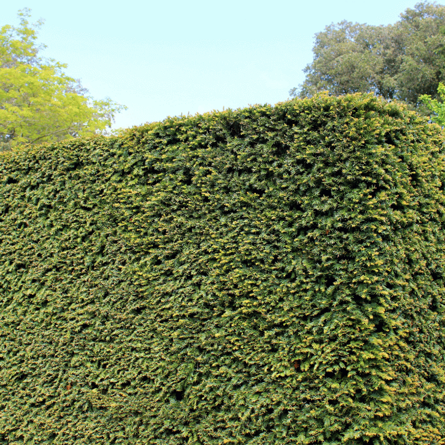Taxus baccata K5 - Tiszafa Taxus baccata K5 - Tiszafa