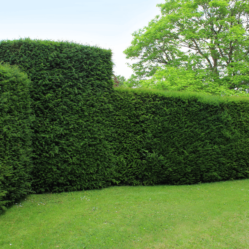 Taxus baccata K5 - Tiszafa Taxus baccata K5 - Tiszafa