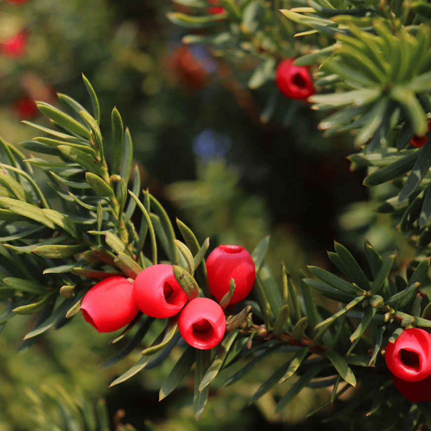 Taxus baccata K5 - Tiszafa Taxus baccata K5 - Tiszafa