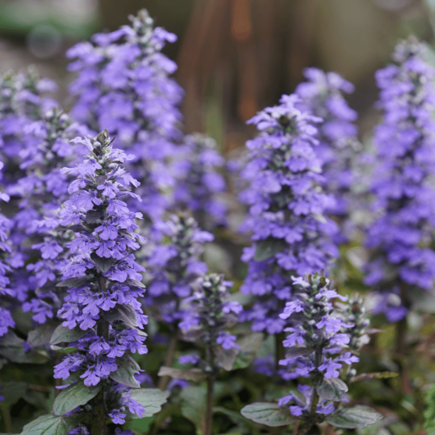Ajuga reptans - Vörös levelű indás ínfű