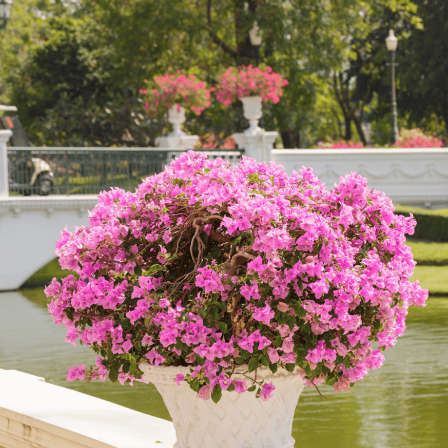 Bougainvillea XL - Murvafürt Bougainvillea XL - Murvafürt