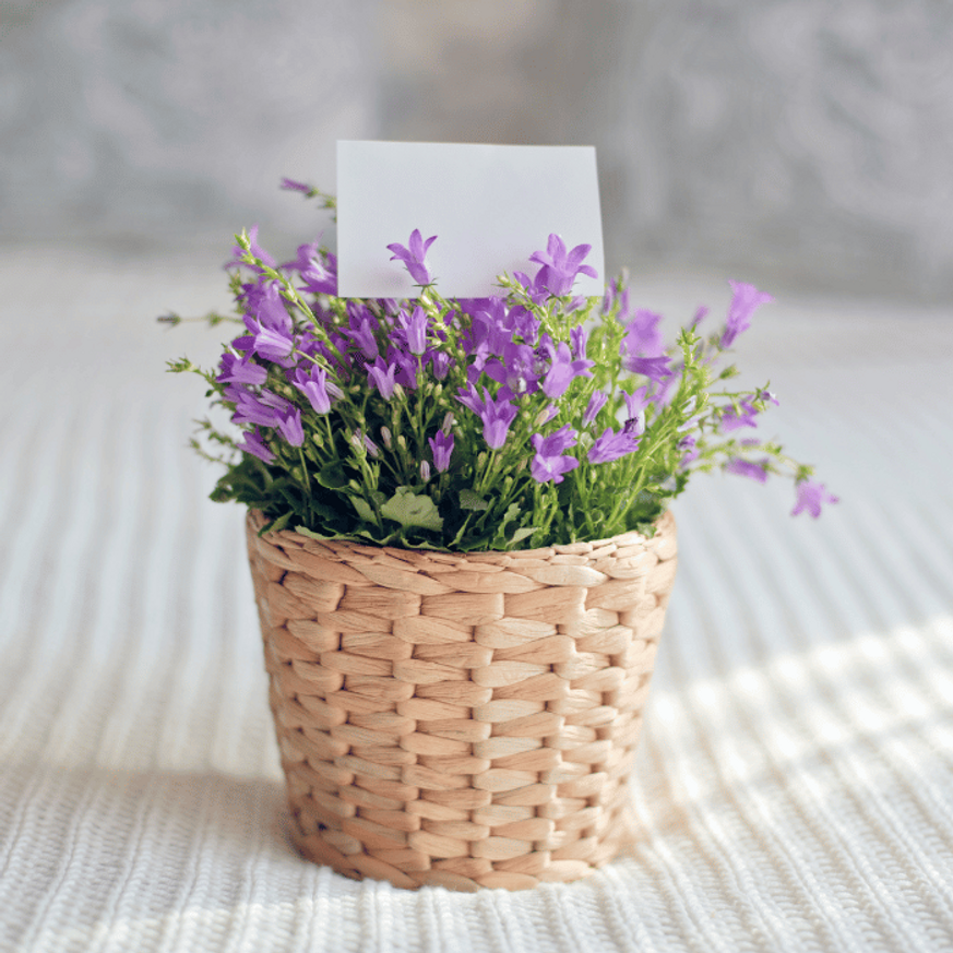 Campanula carpatica CS9 - Kék kárpáti harangvirág Campanula carpatica CS9 - Kék kárpáti harangvirág