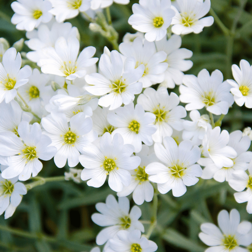 Cerastium tomentosum - Molyhos madárhúr