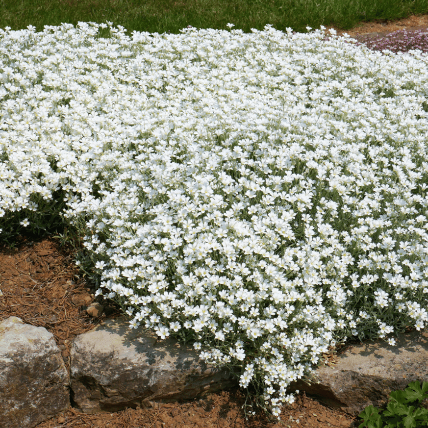 Cerastium tomentosum - Molyhos madárhúr Cerastium tomentosum - Molyhos madárhúr