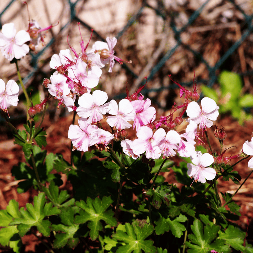 Geranium cantabrigense CS9 - Fehér virágzatú angol gólyaorr Geranium cantabrigense CS9 - Fehér virágzatú angol gólyaorr