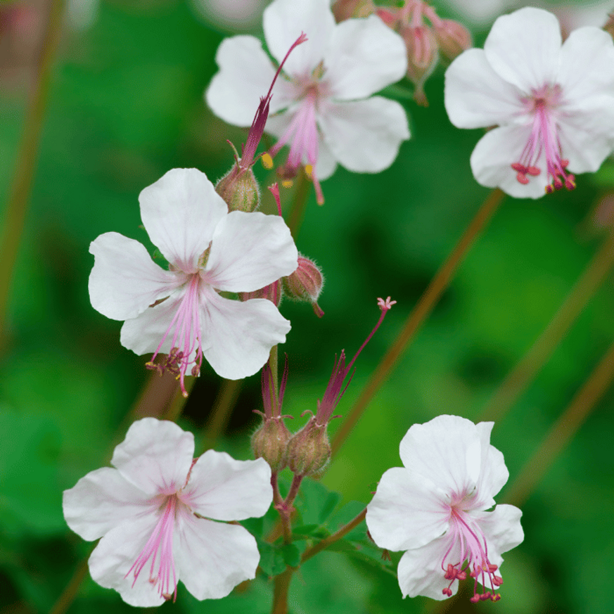 Geranium cantabrigense CS9 - Fehér virágzatú angol gólyaorr