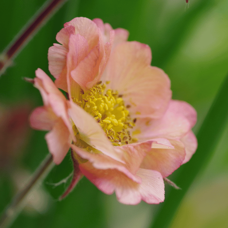 Geum Mai Tai - Gyömbérgyökér