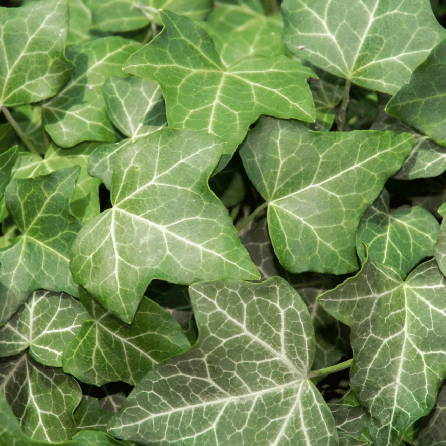 Hedera helix CS9 - Kúszó borostyán Hedera helix CS9 - Kúszó borostyán