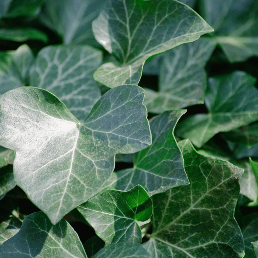 Hedera helix CS9 - Kúszó borostyán