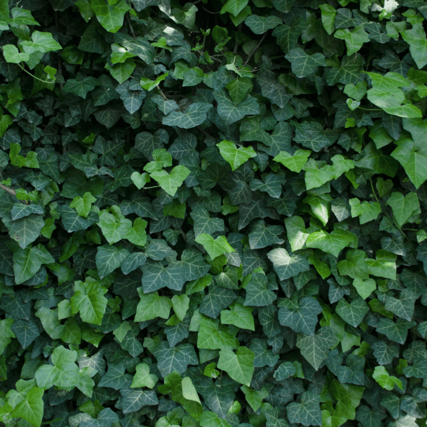 Hedera helix CS9 - Kúszó borostyán Hedera helix CS9 - Kúszó borostyán