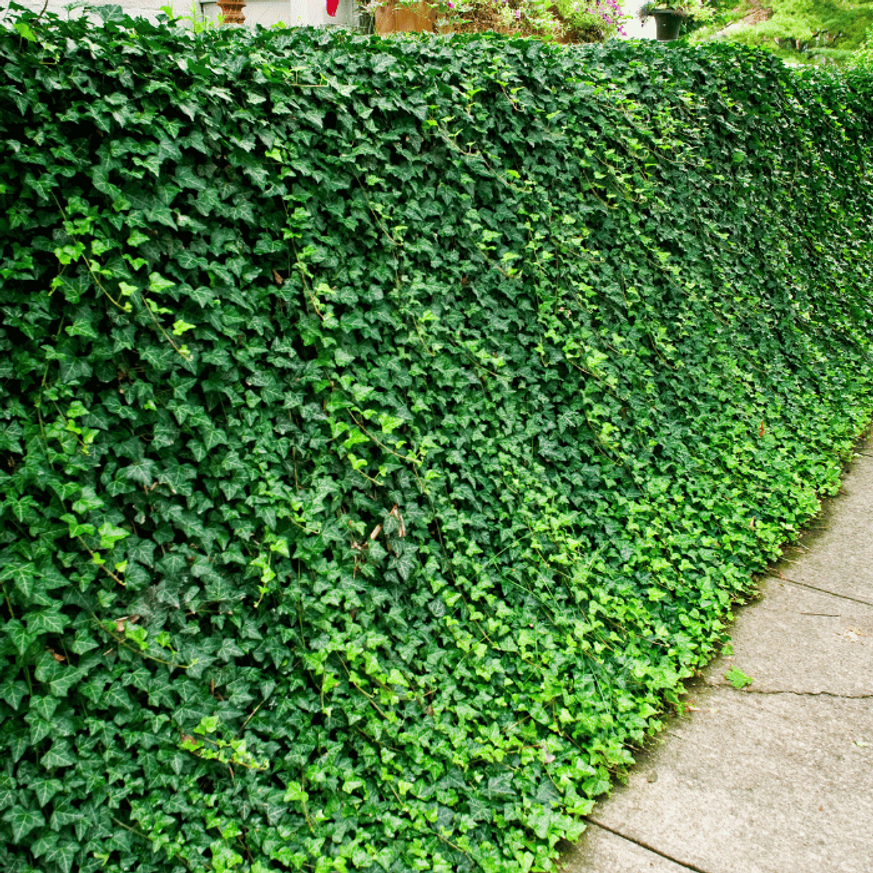 Hedera helix CS9 - Kúszó borostyán Hedera helix CS9 - Kúszó borostyán