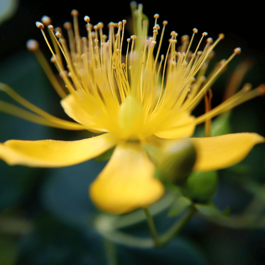 Hypericum polyphyllum Grandiflorum CS9 - Aprólevelű orbáncfű