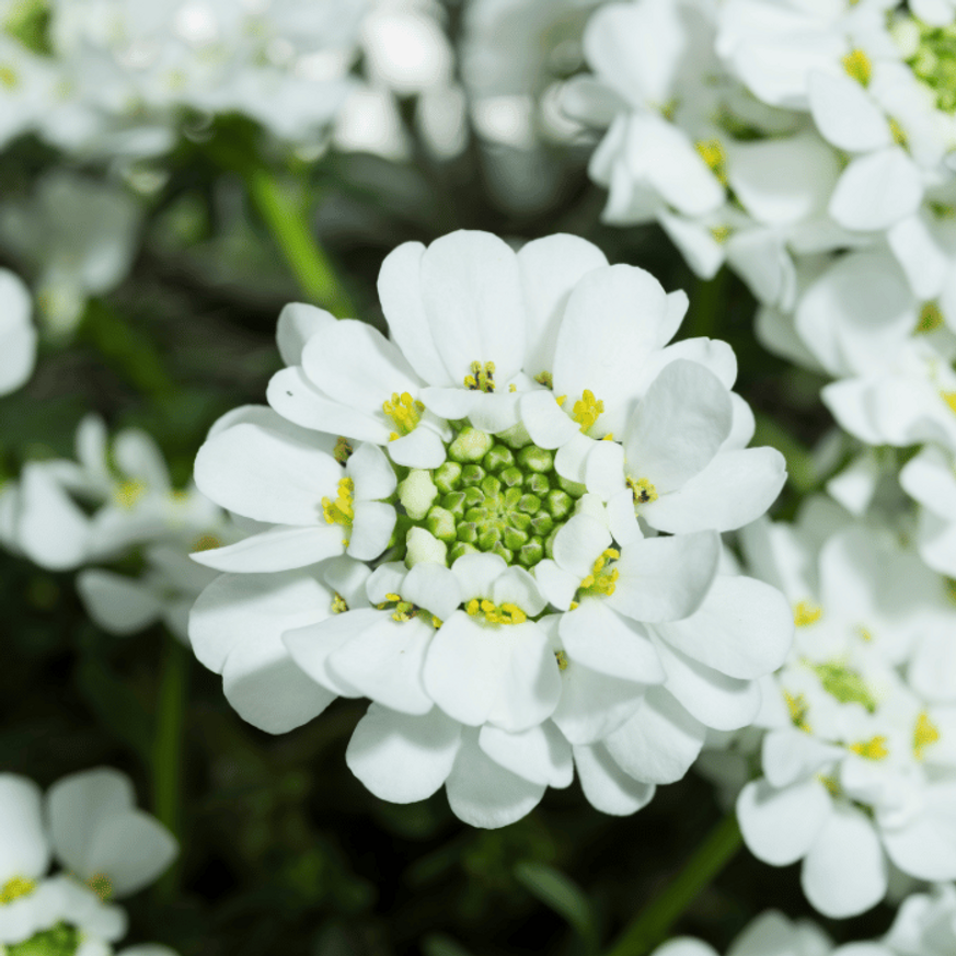 Iberis sempervirens P9 - Örökzöld tatárvirág