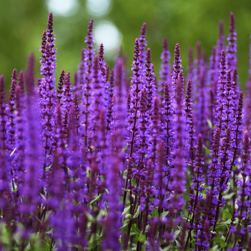 Salvia sylvestris Mainacht - Erdei zsálya Salvia sylvestris Mainacht - Erdei zsálya