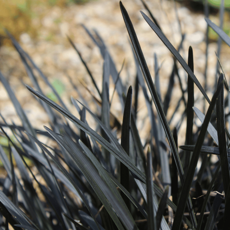 Ophiopogon planiscapus Niger CS9 - Kígyószakáll