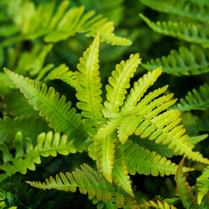 Polystichum sp - Vesepáfrány