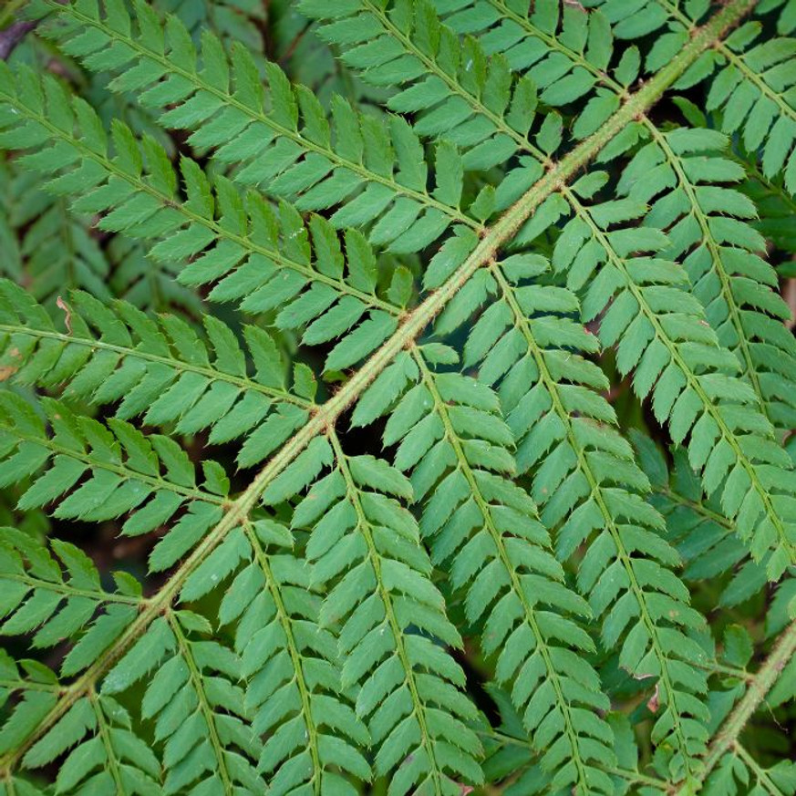 Polystichum sp - Vesepáfrány