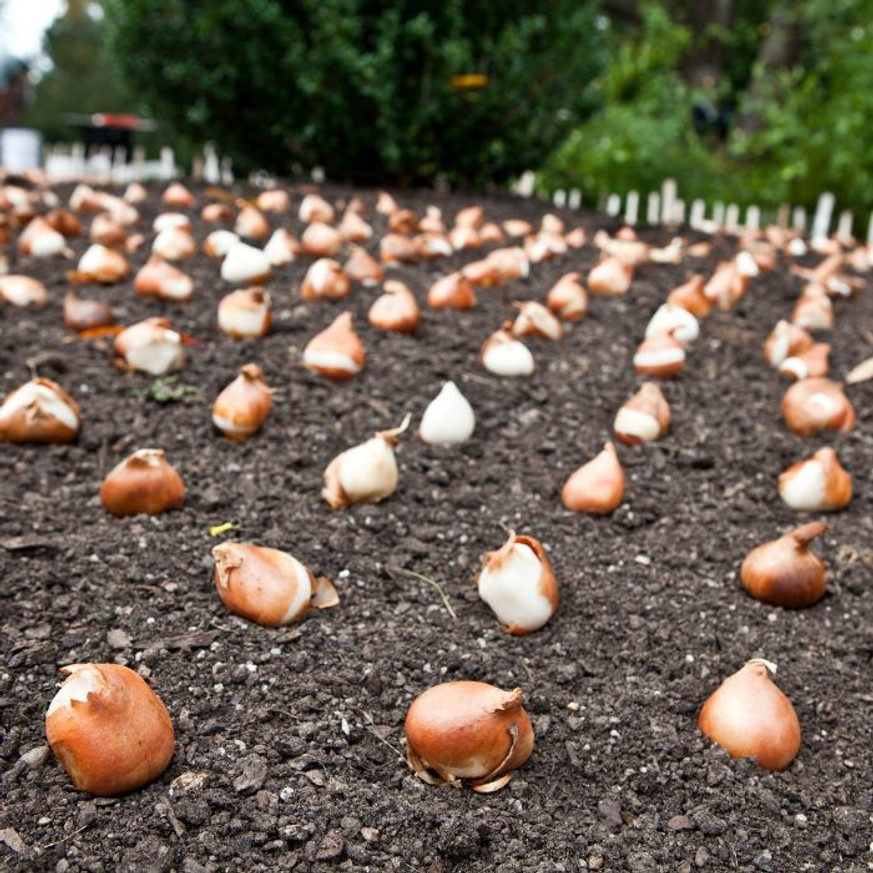 Tulipánhagyma Színkeverék 20 db Tulipánhagyma Színkeverék 20 db