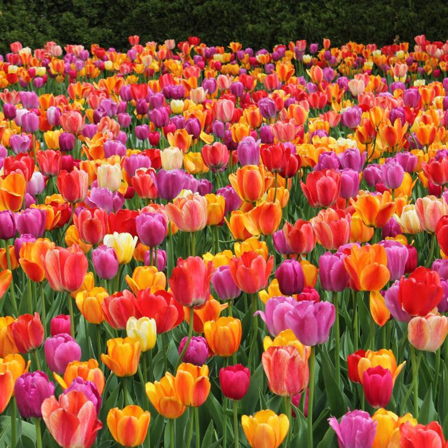 Tulipánhagyma Színkeverék 20 db