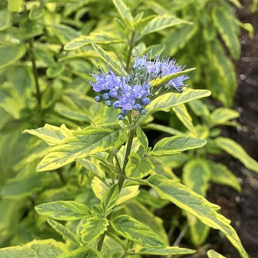 Caryopteris x clandonensis Summer Sorbet K2 - Tarka kékszakáll