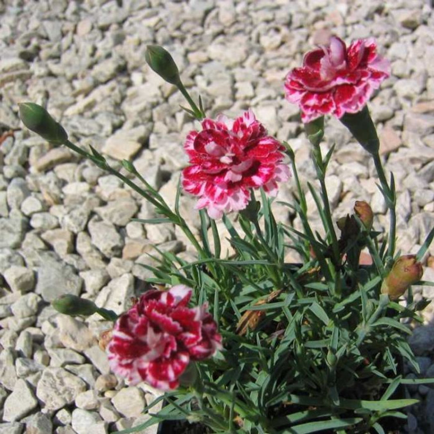 Dianthus gratianopolitanus Whatfield Gem CS9 - Pünkösdi szegfű Dianthus gratianopolitanus Whatfield Gem CS9 - Pünkösdi szegfű