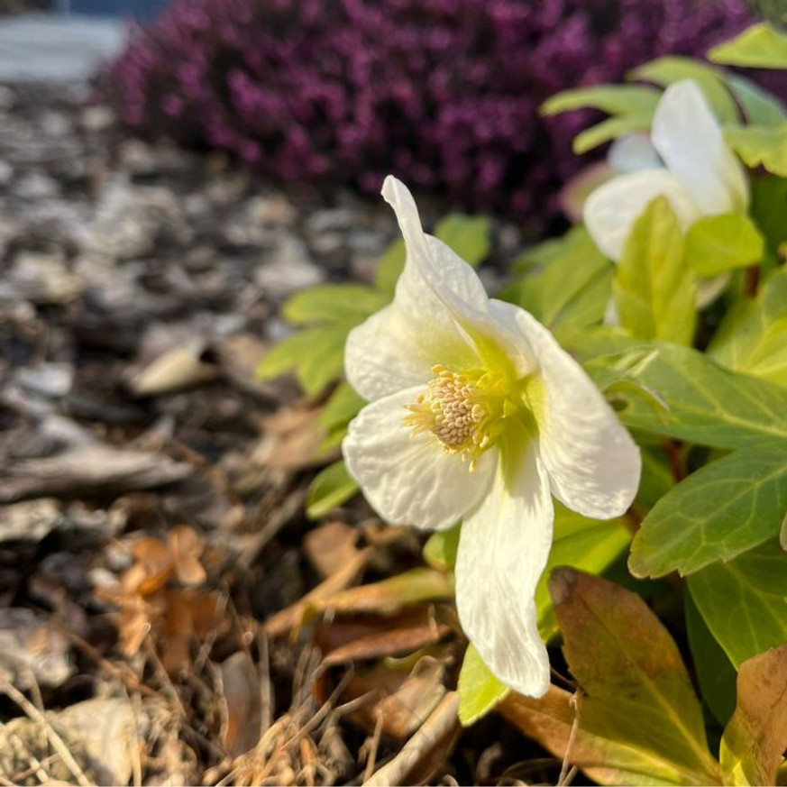 Helleborus niger - Fekete hunyor