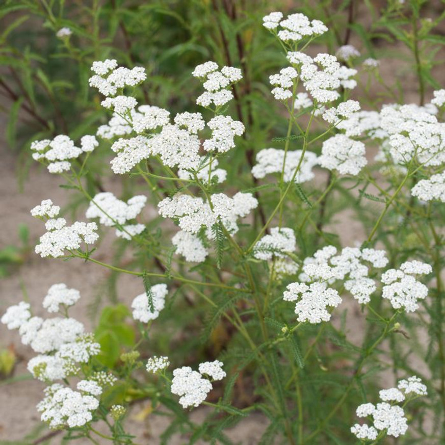 Achillea millefolium - Fehér cickafark