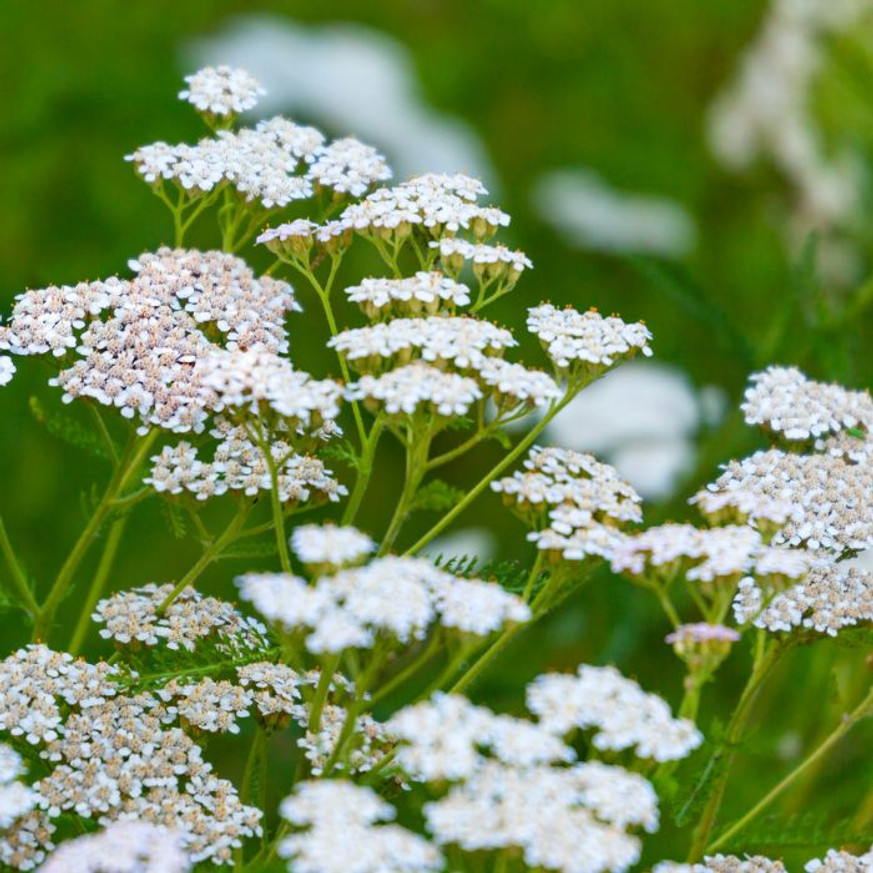 Achillea millefolium - Fehér cickafark