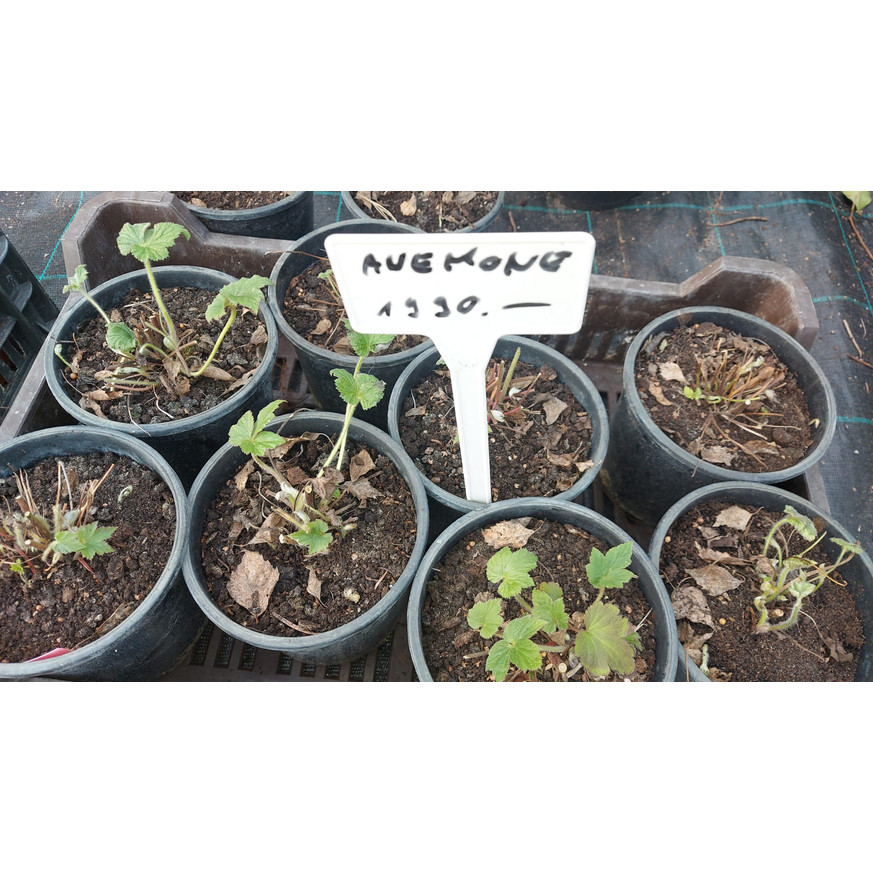 Anemone x hybrida - Fehér szellőrózsa
