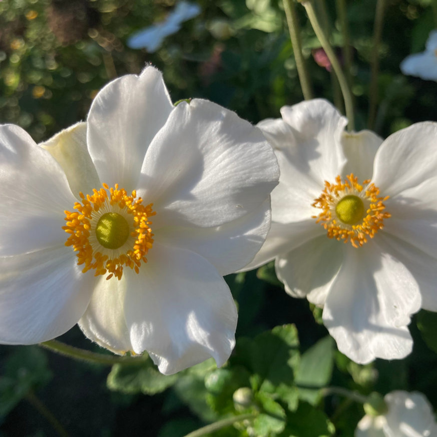 Anemone x hybrida - Fehér szellőrózsa