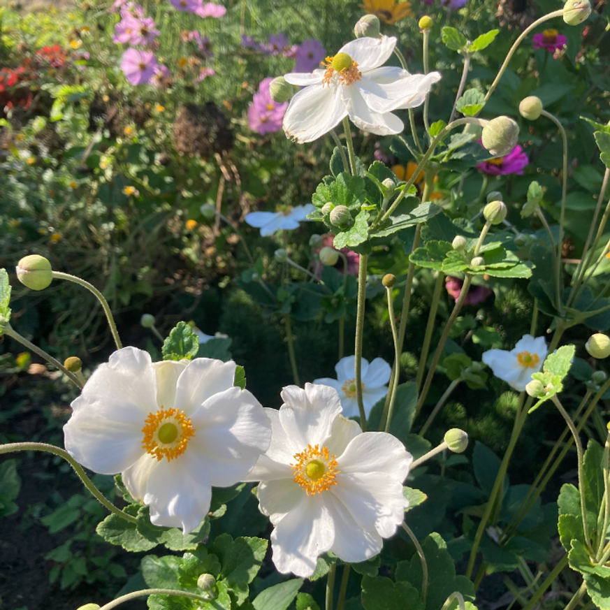 Anemone x hybrida - Fehér szellőrózsa