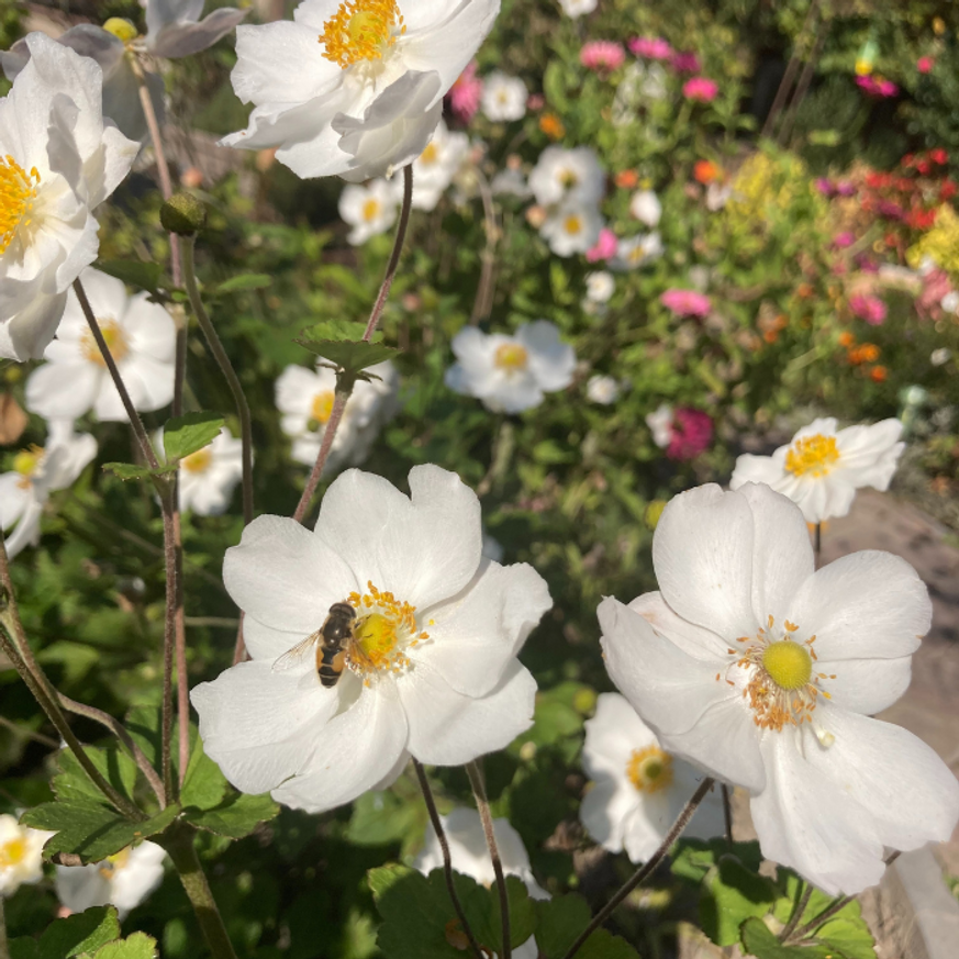 Anemone x hybrida - Fehér szellőrózsa