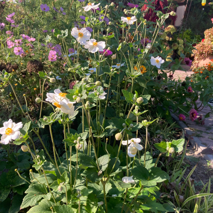 Anemone x hybrida - Fehér szellőrózsa