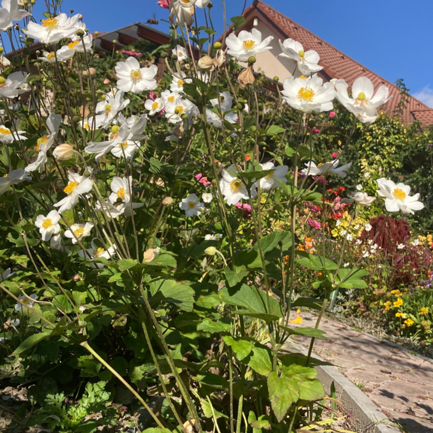 Anemone x hybrida - Fehér szellőrózsa