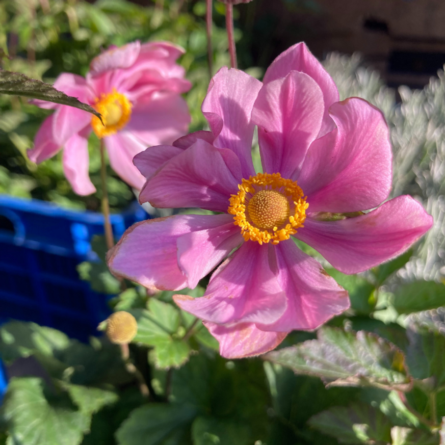 Anemone hybrida Serenade - Szellőrózsa