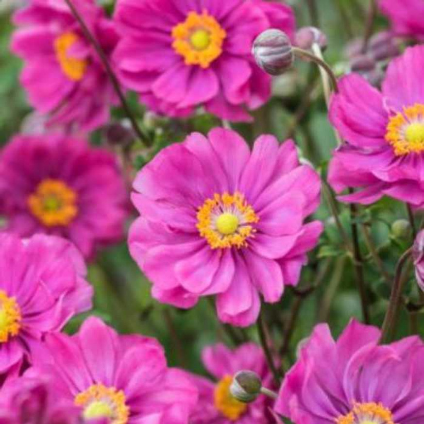 Anemone hybrida - Féltelt, rózsaszín szellőrózsa