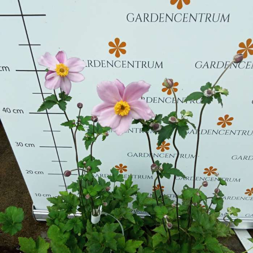 Anemone hybrida Serenade - Szellőrózsa Anemone hybrida Serenade - Szellőrózsa