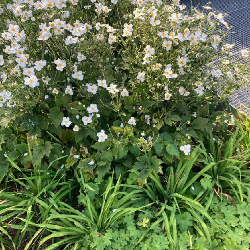 Anemone x hybrida - Fehér szellőrózsa